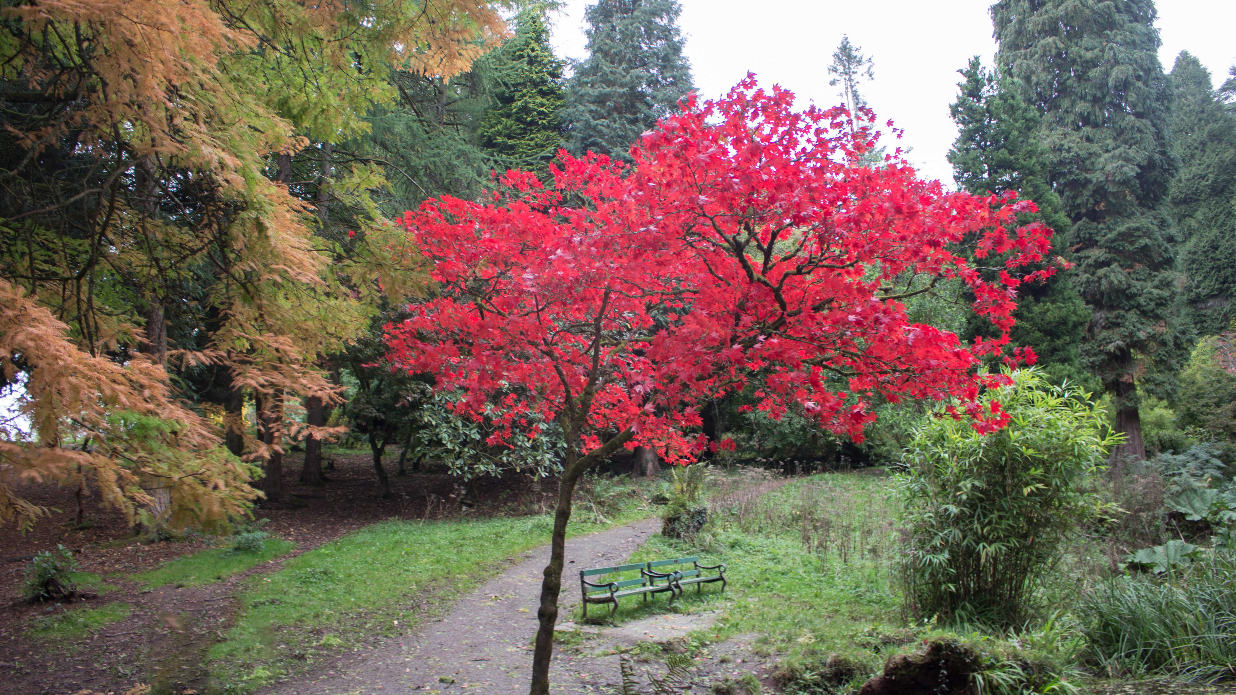 A photo of a tree with stunning red leaves, surrounded by Autumnal trees.
